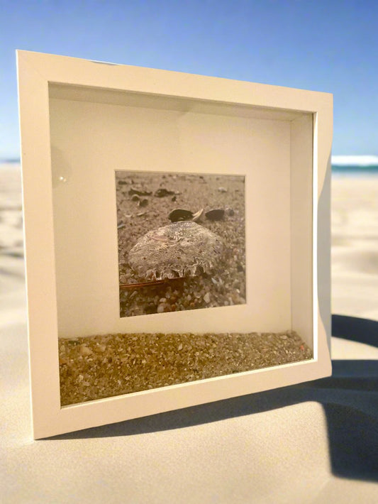 Jellyfish Image  & Sand Shadowbox Art - Belmar NJ